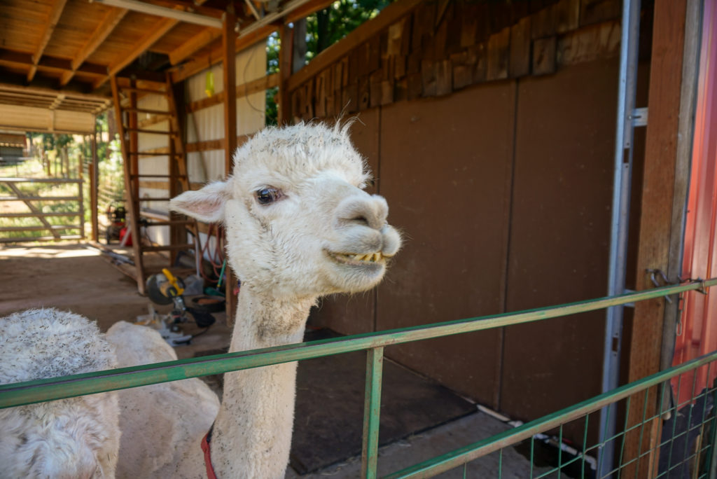 Alpaca farm in hood river