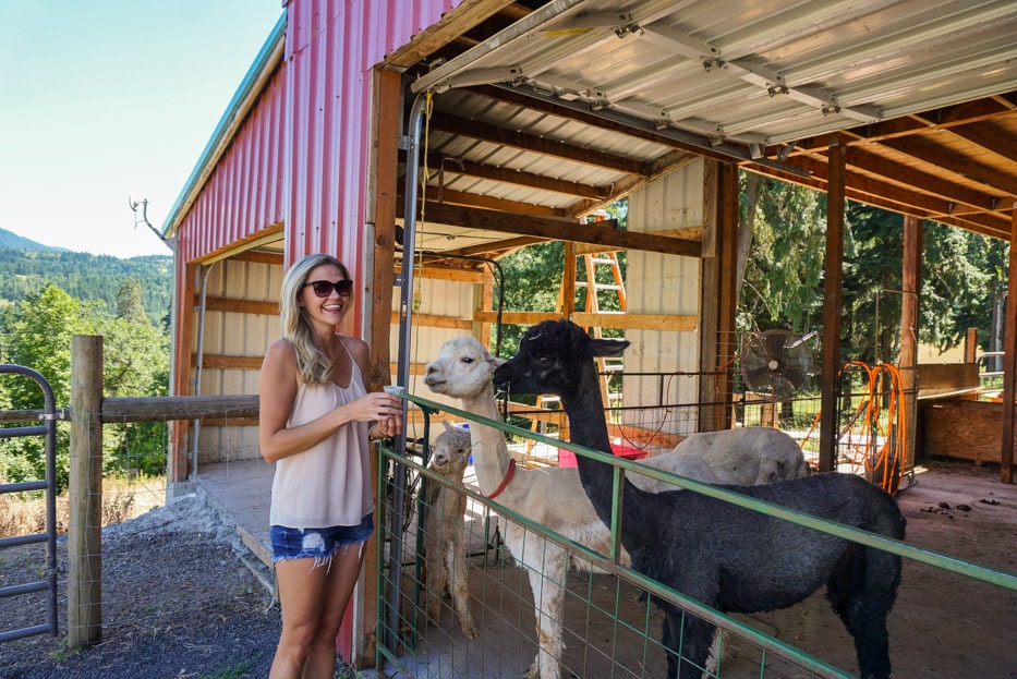 alpaca hood river fruit loop