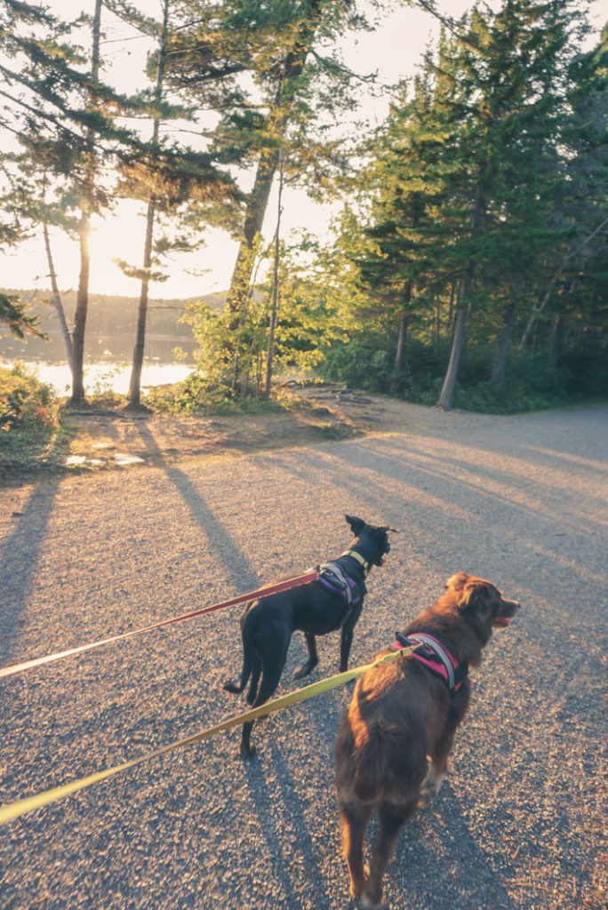 Eagle Lake Acadia National Park pet friendly