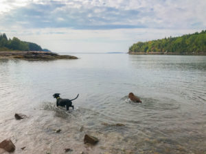 Pet friendly Bar Harbor Maine Acadia National Park