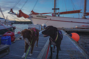 Downeast Windjammer Cruises pet friendly Bar Harbor Maine