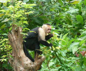 Manuel Antonio, Costa Rica