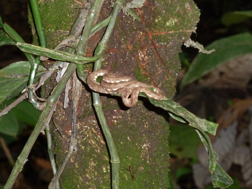 snake in parque nacional arenal