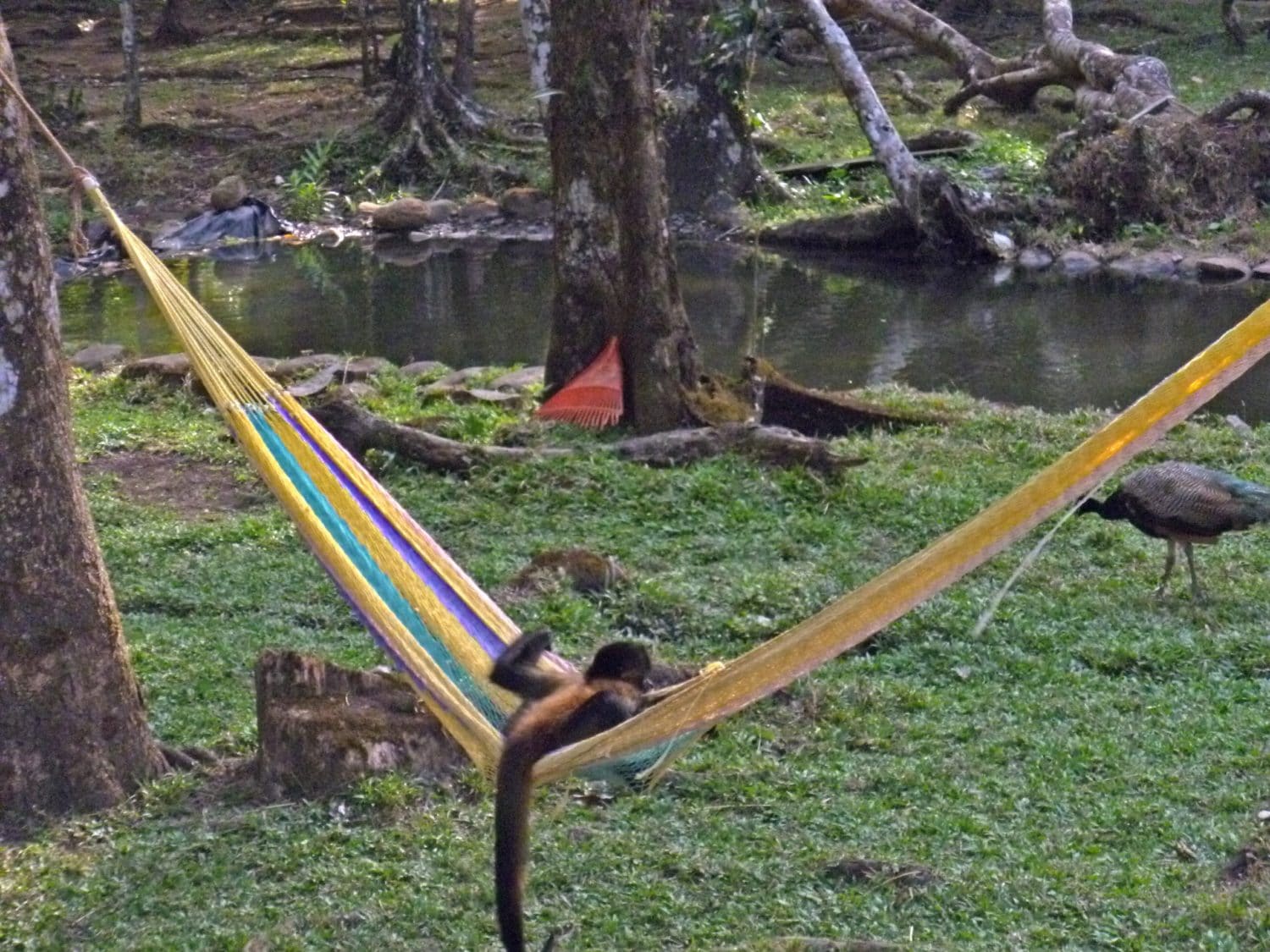 spider monkey in hammock