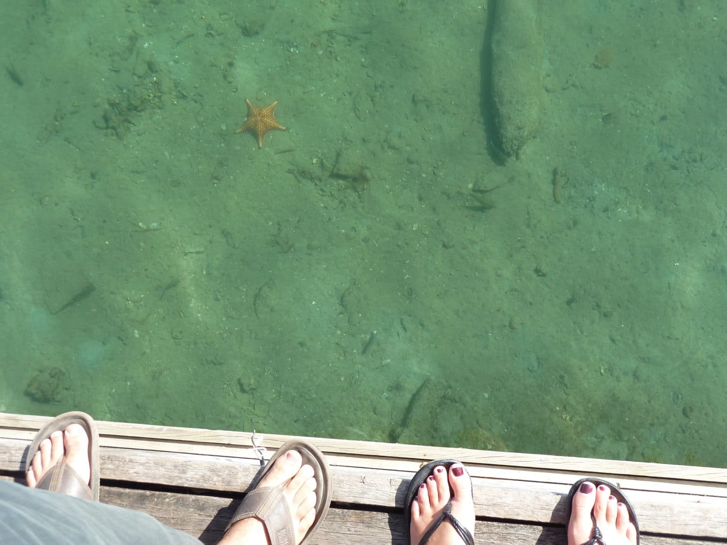 starfish on the docks of bocas del toro