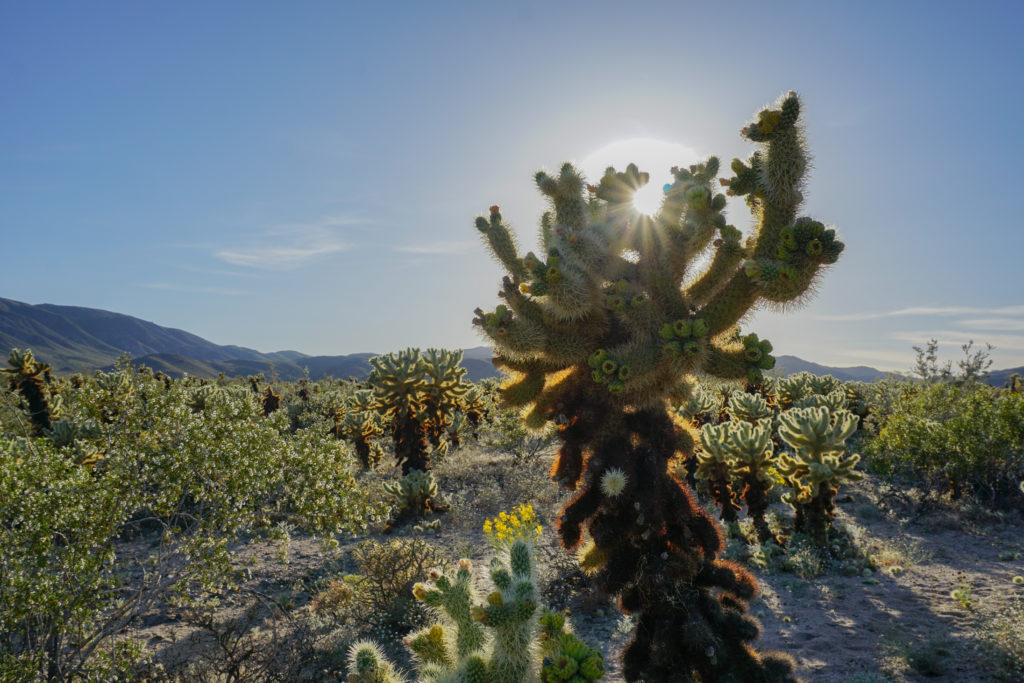 The Cholla Cactus Garden Joshua Tree National Park California