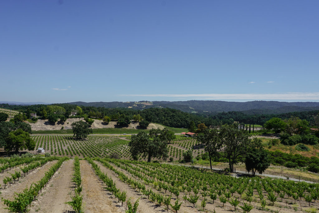 Paso Robles vineyards 