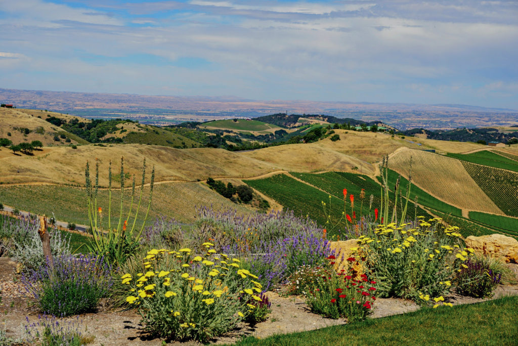 Daou Vineyards view paso robles california