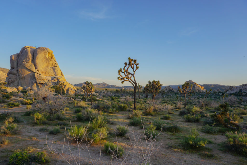 Joshua Tree National Park California