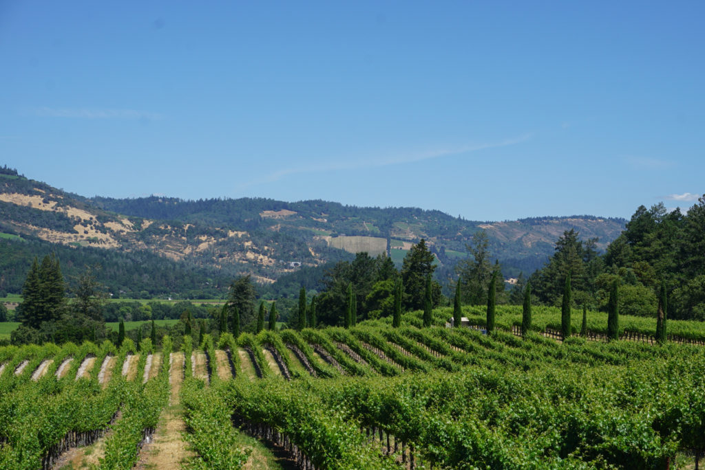 Calistoga California vineyards
