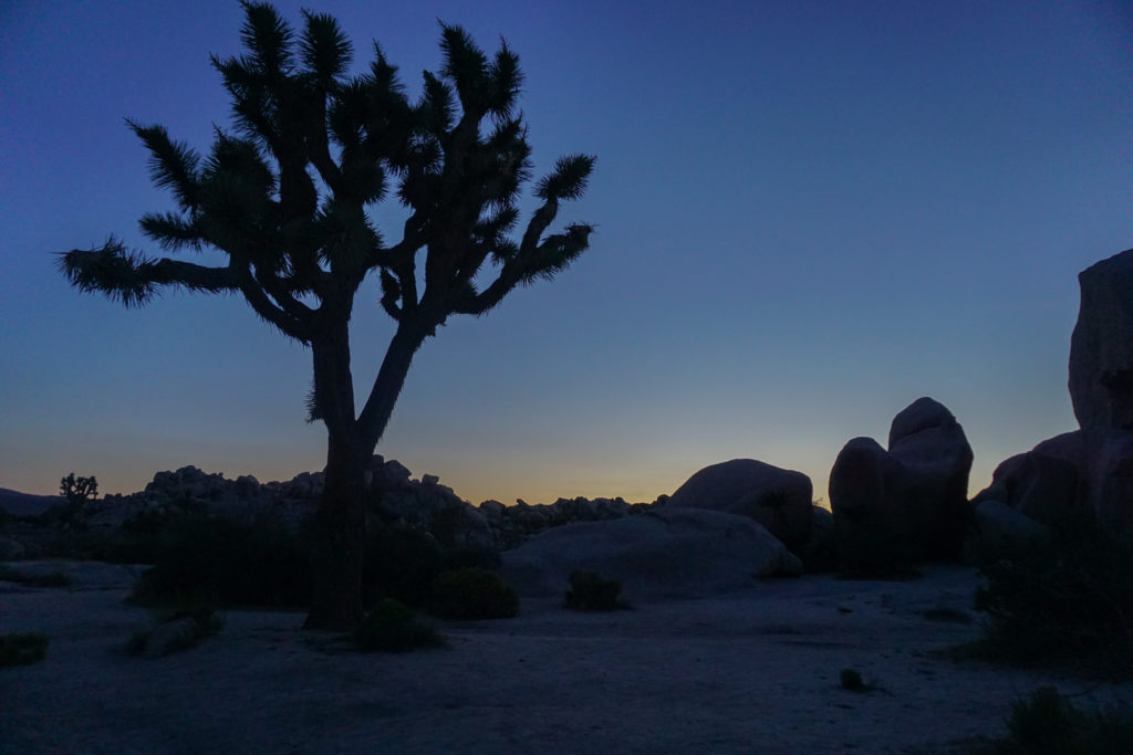 Sunset in Joshua Tree National Park California