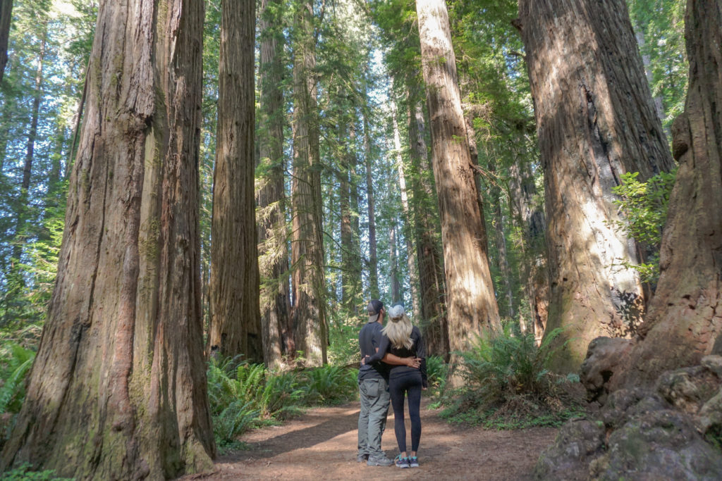 Jedediah Smith Redwood State Park Stout Grove