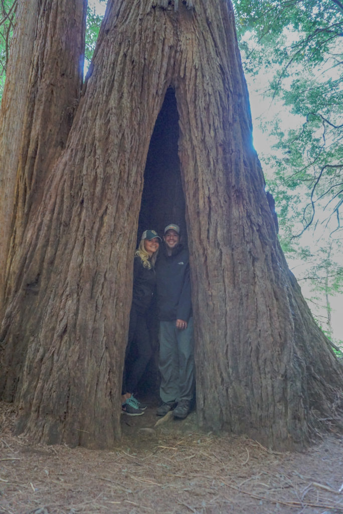 Jedediah Smith Redwoods State Park stout grove hike