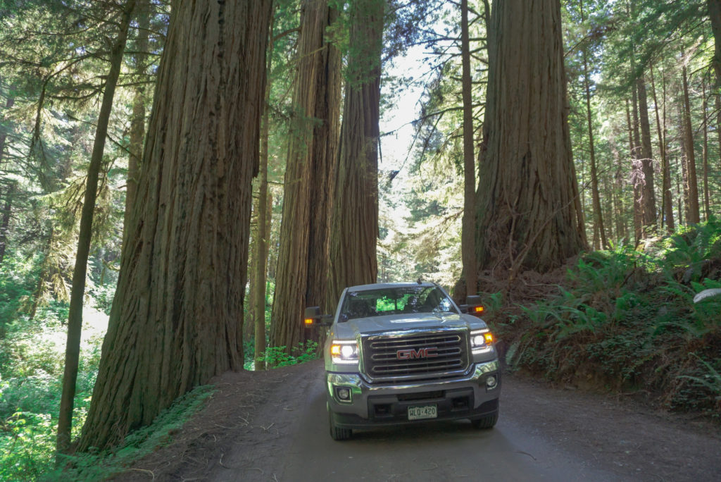 Howland Road Jedediah Smith Redwoods State Park