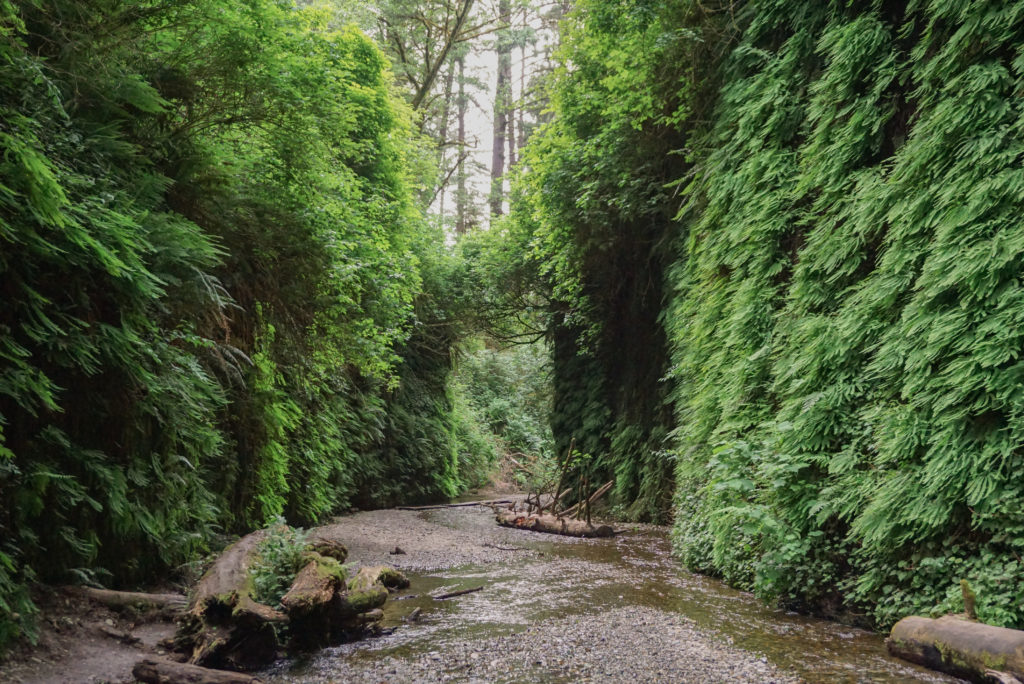 Fern Canyon Prairie Creek State Park Redwood National Park California