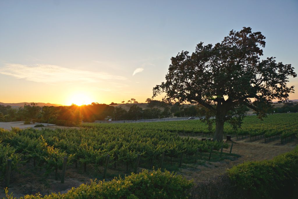 Vineyard with sun setting