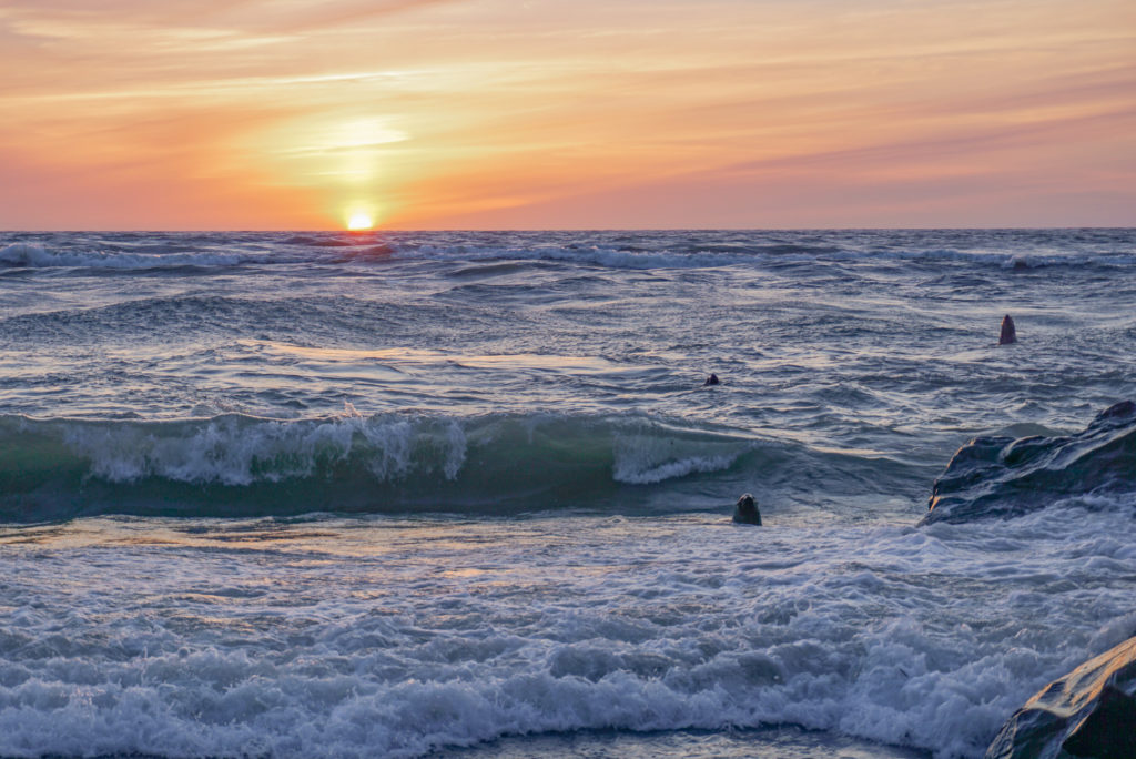 sea lions fishing at sunset off Klamath Beach