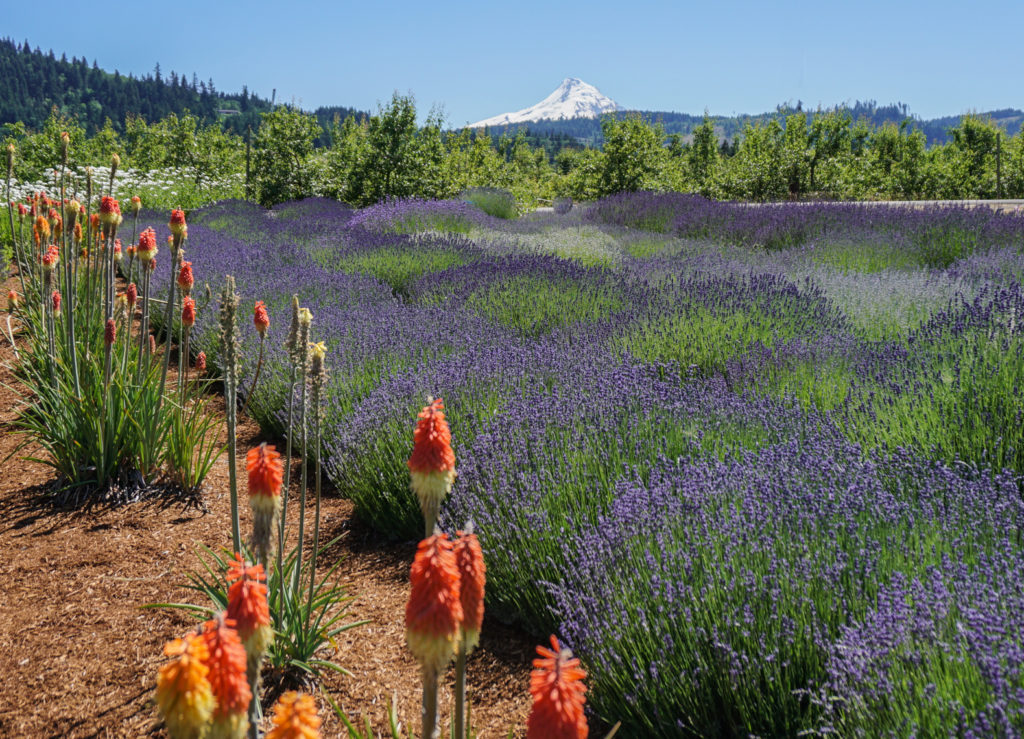 lavender fields hood river