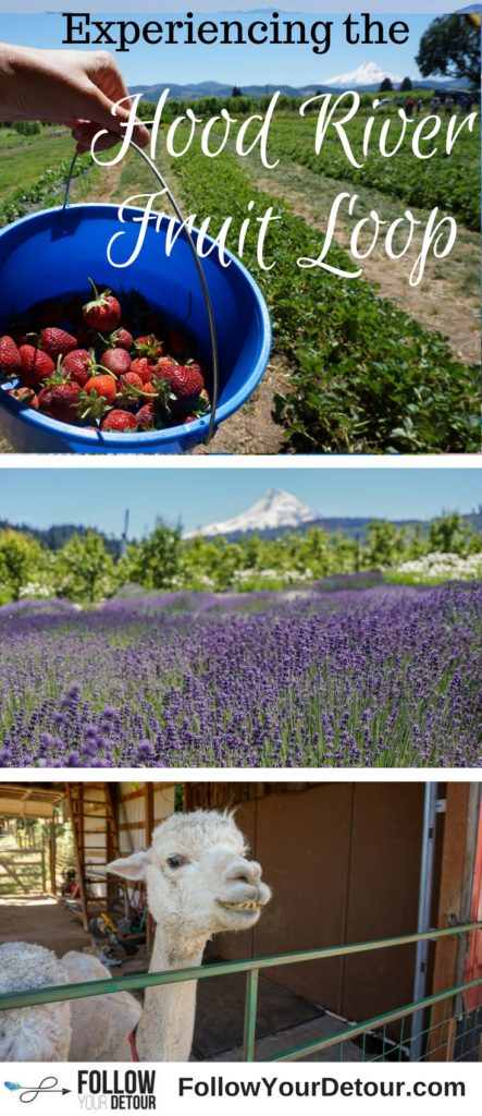 If you're planning to visit Hood River, Oregon then don't miss the Fruit Loop. You can pick strawberries, raspberries, and blueberries, pet and feed alpacas, sip on ciders and craft beer, smell the lavender fields, and more! #HoodRiver #Oregon and the Columbia Gorge are so beautiful all year long. The area offers skiing and kite surfing as well. It's a U.S. travel bucket list item for sure. Take a road trip there now! It's only an hour from Portland! #fruitloop #alpacas #fruitpicking #lavenderfields #roadtrip