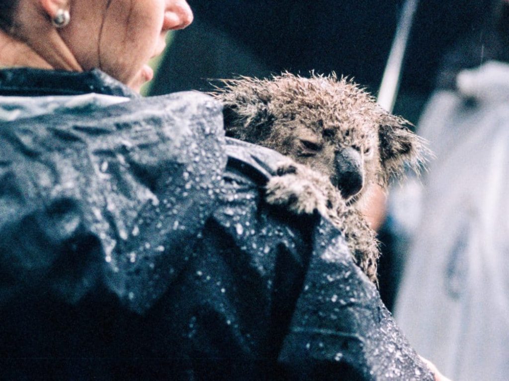 koala bear hugging woman in rain