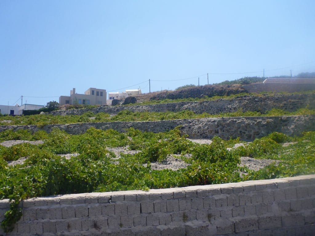 santorini vineyard