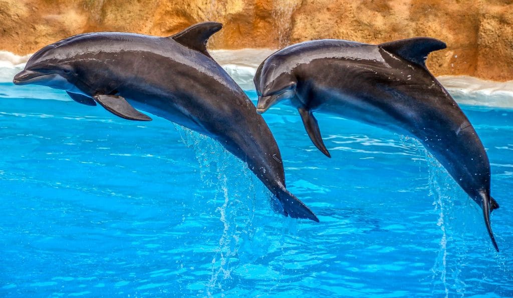 two dolphins jumping