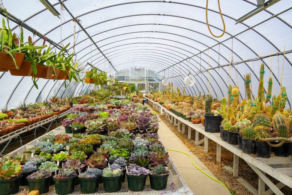 tons of cacti at international peace garden