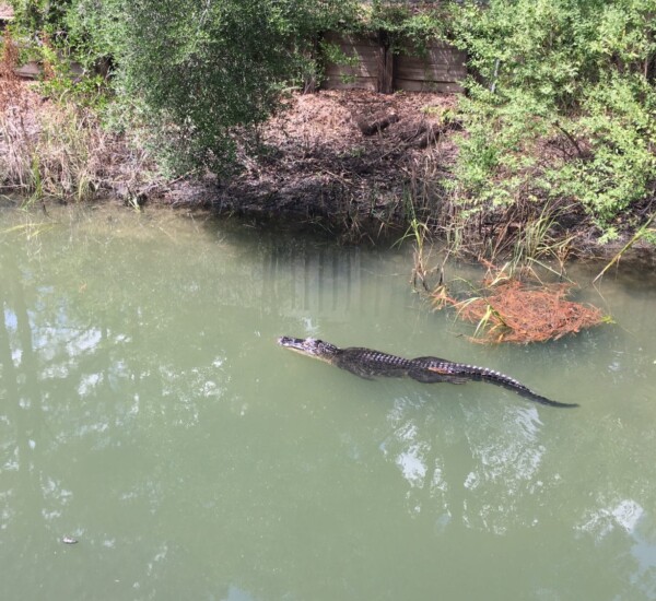 Beware of the gators!
