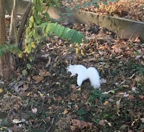 The town mascot of Brevard, the white squirrel!
