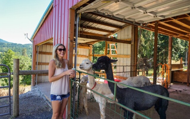 These alpaca's cracked us up! alpaca hood river fruit loop